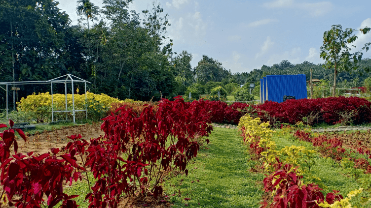 Su Zhu’s $36M Luxurious House in Singapore Reworked to Eco-farm Ran by His Spouse