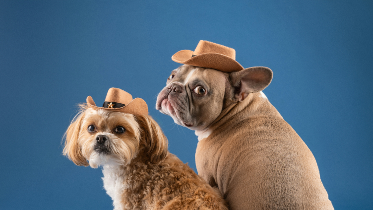 Dogwifhat (WIF) Soars Amid Bullish Momentum and SOL ETF Hype