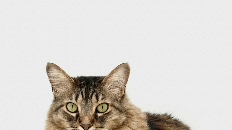 Popular Telegram Game Catizen Token Launch Set for September 20